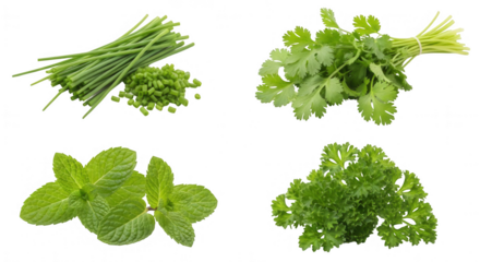 Fresh herbs chives coriander mint and parsley healthy food transparent background