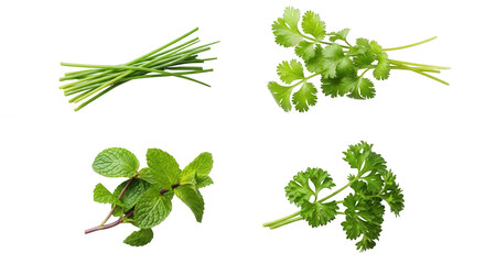 Fresh herbs on transparent background green leaves and stems studio shot
