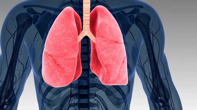 human lungs illustration, medical anatomy concept
