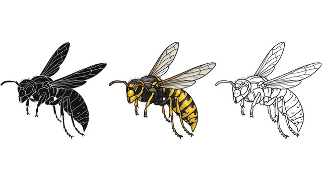 Set of three wasp illustrations in black silhouette, full color, and line art styles