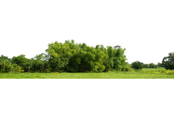 Obraz premium Green trees isolated on white background forest and summer foliage for both print and web with cut path .