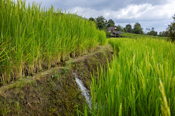Obraz premium The irrigation system in the highland rice paddy field in the countryside for effective agriculture approach