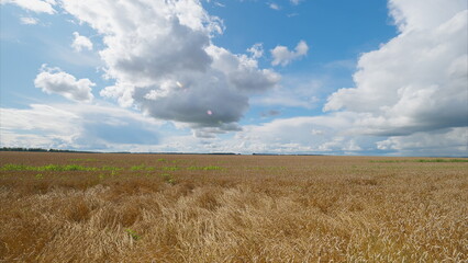 A Beautiful and Serene Open Field with Fluffy and Flourishing Clouds in the Sky Above