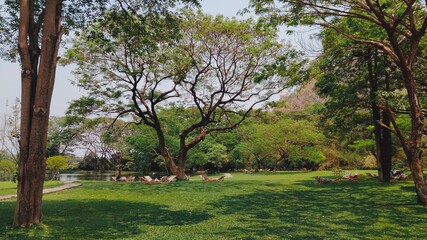 Obraz premium trees in the park