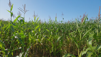 Fototapeta premium A Beautiful and Lush Cornfield Under a Clear Blue Summer Sky with Bright Sunshine