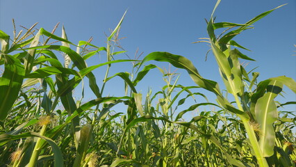 A Lush Cornfield Thriving Under Clear Blue Skies, Showcasing Natures Breathtaking Beauty