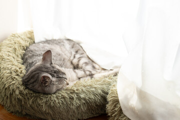 窓辺で眠る後ろ姿の猫　サバトラ猫	