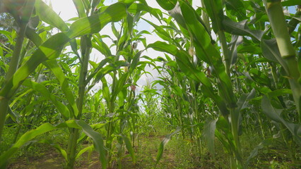 Naklejka premium A cornfield spreads under a bright blue sky, symbolizing natural abundance and agriculture