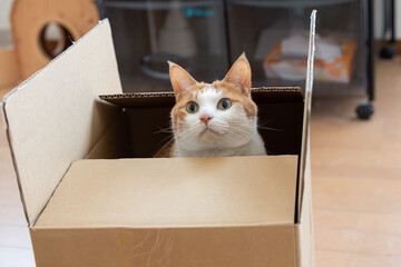 ダンボール箱に入った猫　茶トラ白	