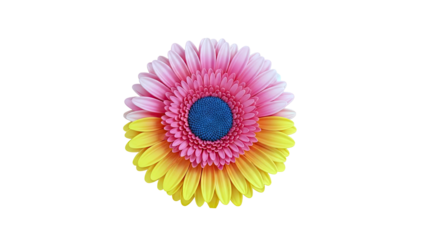 Gerbera Daisy with Pink and Yellow Petals and Blue Center