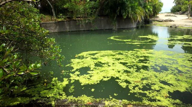Green Algae Covering Calm Lagoon Near Forest Edge