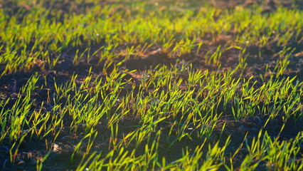 The Beautiful Lush Green Grass Illuminated by Sunlight on a Perfect Day in Nature