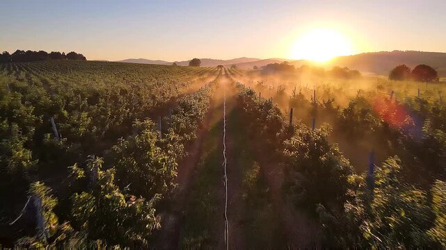 Sunrise over the field. Cinematic sunrise over a large fruit plantation