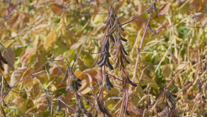 Obraz premium A CloseUp View of Dry Seed Pods Set Against an Autumn Landscape in Natures Splendor