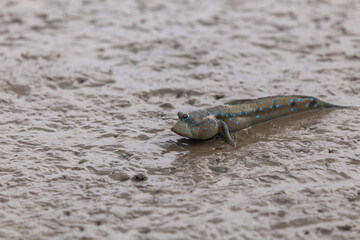 Mudskipper or Amphibious fish in the mud at mangrove forest