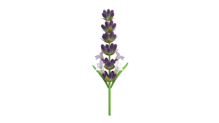 A single stem of lavender flowers in bloom