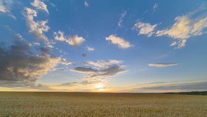 A stunning sunset casts beautiful hues over golden wheat fields under a clear blue sky