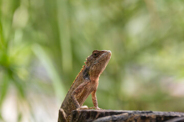 Obraz premium Close-up small chameleon on tree