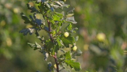 A Detailed CloseUp Capture of Oak Leaves Accompanied by Acorns Bathed in Beautiful Natural Light