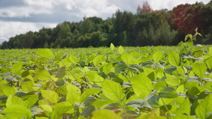 A Vibrant Green Soybean Agriculture Field Beautifully Spread Under Expansive Cloudy Skies Above