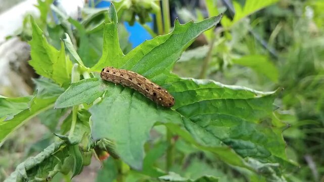 Close-up of a brown caterpillar resting on green leafy plants in a natural garden environment, showing wildlife detail and insect life in nature