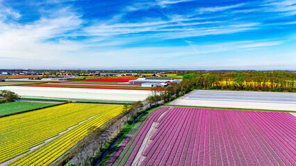 Aerial drone view of tulip flowers fields farm and canal in spring season, tulips blossoming in springtime, traditional dutch agriculture landscape, Lisse, South Holland, the Netherlands