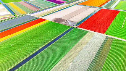 Aerial drone view of tulip flowers fields farm and canal in spring season, tulips blossoming in springtime, traditional dutch agriculture landscape, Lisse, South Holland, the Netherlands