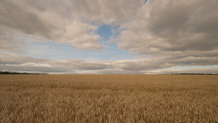 Obraz premium A Gorgeous Expansive Field Under Dramatic, Overhead Clouds Capturing Natures Beauty