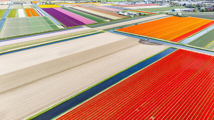 Aerial drone view of tulip flowers fields farm and canal in spring season, tulips blossoming in springtime, traditional dutch agriculture landscape, Lisse, South Holland, the Netherlands