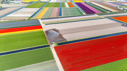 Aerial drone view of tulip flowers fields farm and canal in spring season, tulips blossoming in springtime, traditional dutch agriculture landscape, Lisse, South Holland, the Netherlands