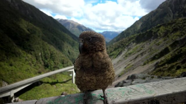 Curious kea parrot on railing preening feathers in mountain valley