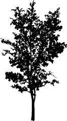 Obraz premium Vector illustration of a black tree silhouette isolated on a white background. Perfect for nature design, architectural rendering, landscape architecture, and environment graphics. High-quality