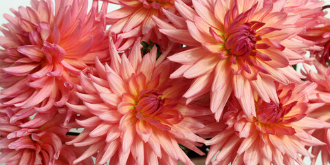 Pink and orange dahlia flowers blooming in a natural light