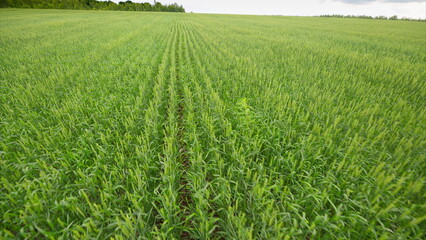Fototapeta premium The green fields showcase flourishing crops, highlighting an amazing agricultural landscape