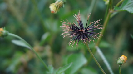 Seed head of Bidens pilosa or Blackjack plant close up