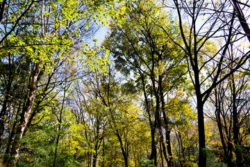 Fototapeta premium Nature landscape with colorful trees in early autumn
