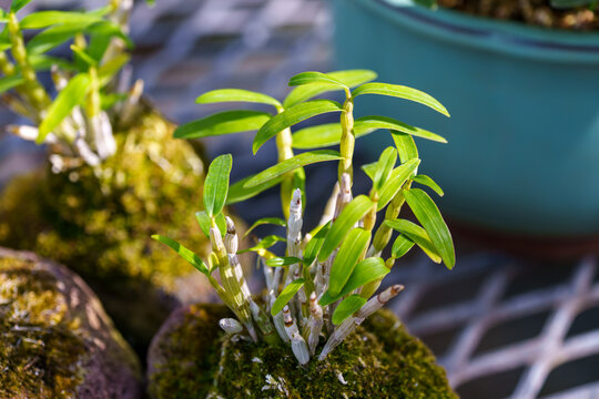 Close-up photo of young green leaves of Dendrobium moniliforme growing