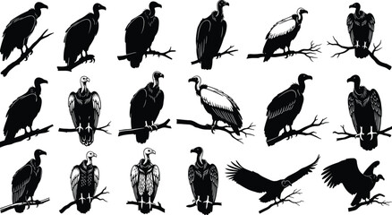 Obraz premium Black vulture bird silhouettes collection perched and flying isolated on white background for wildlife design, tattoo art, vector illustration