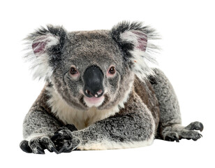 Obraz premium Fluffy marsupial reclines, black nose prominent, ears tufted, gentle gaze