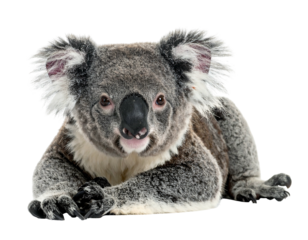 Fluffy marsupial reclines, black nose prominent, ears tufted, gentle gaze