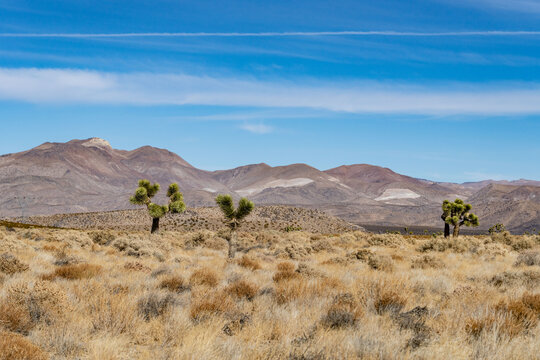 Yucca brevifolia (Joshua tree, yucca palm, tree yucca, and palm tree yucca) . Coso Volcanic Field, Inyo County, California. Coso Range, Basin and Range Province.  Basalt flows. cinder cone or scoria 