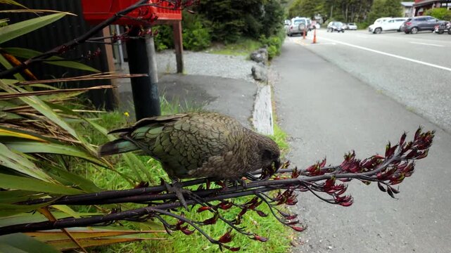 Kea parrot feeding on flax flowers by roadside