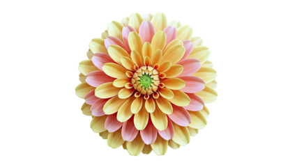 Dahlia flower bloom with yellow and pink petals