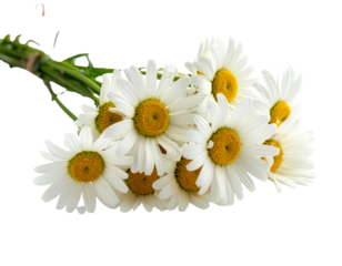 A cheerful bouquet of white and yellow daisies with green stems