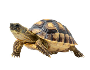 Fototapeta premium A small tortoise with a patterned shell and scales walks on a black background
