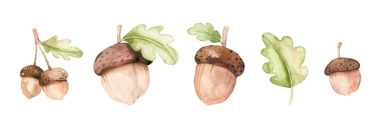 Watercolor illustration of acorns, leaves, and flowers isolated on white background © kris_art