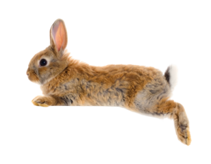 A brown rabbit leaps horizontally against a solid black background, showing side profile
