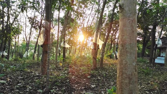 Static Shot: Sunrise at Devi Temple Rubber Forest with Sacred Wrapped Trees, Palakkad, Kerala, India