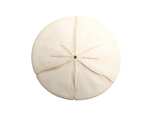 Flat, round, pale sea urchin fossil with intricate radial patterns