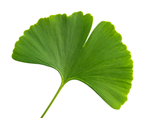 A single, vibrant green fan-shaped leaf with prominent veins on black